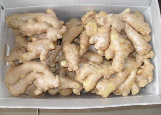 250g chinesisch kein Sprössling luftgetrockneter Ingwer