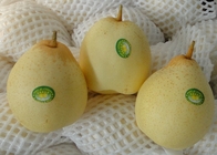 Süße saftige frische Chinese Ya-Birnen tragen köstliche Kronen-Birne Früchte