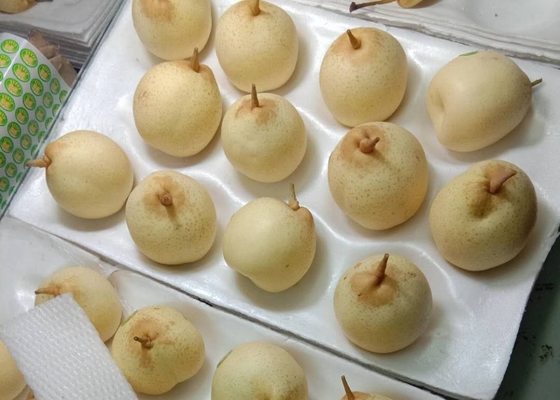 Chinesische Birne der neuen Ernte-2021