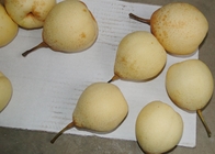 Süße saftige frische Chinese Ya-Birnen tragen köstliche Kronen-Birne Früchte