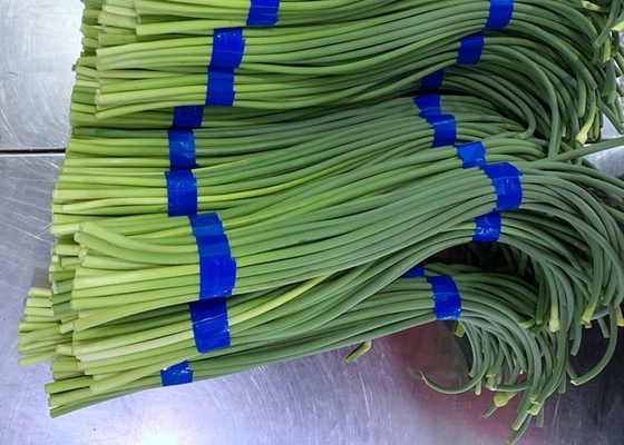 Neuer Knoblauch-Bolzen HACCP