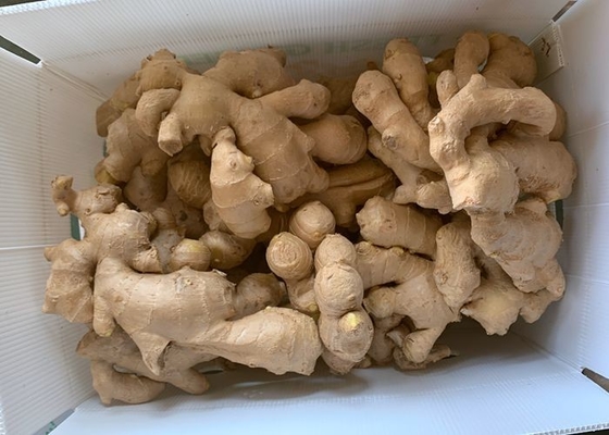 300g lufttrocknete den gelben Ingwer