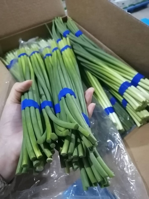 Neuer Knoblauch-Bolzen HACCP