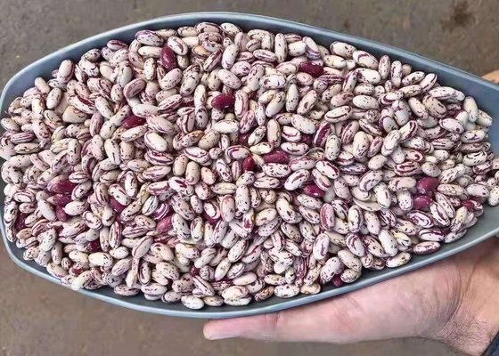 Licht sprenkelte getrocknete Niere Bean To Yemen trocknete Pinto Beans